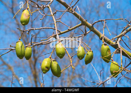 Frutti di baobab sui rami Foto Stock