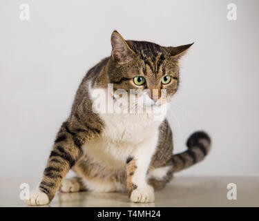 A piena lunghezza Ritratto di attenti curiosi striped cat seduto sul pavimento alla ricerca da parte di grandi occhi. Tabby adorabili gattini giocare. Foto Stock