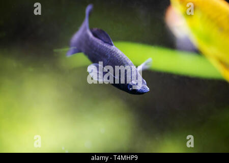 Lyretail Molly nero, pesci di acqua dolce pesci di acquario Foto Stock