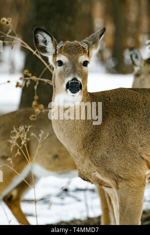 Un maschio bianco-tailed deer buck guarda direttamente la fotocamera Foto Stock