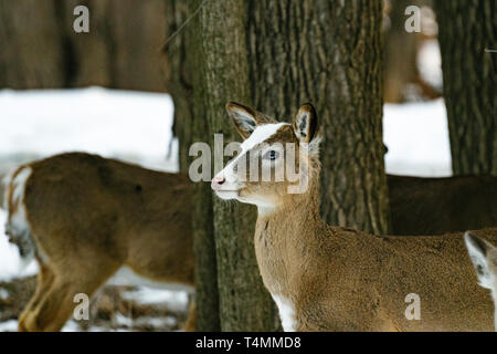 Lato ritratto di un parzialmente leucistic pezzati white-tailed deer Foto Stock