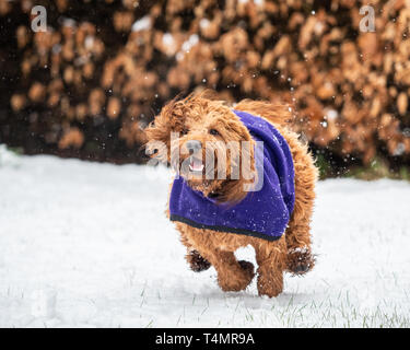 Un giovane cockapoo in esecuzione in innevati boschi nelle Highlands scozzesi Foto Stock