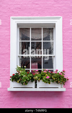 Rosa colorata casa a schiera e window box con fiori di colore rosa in Bywater Street, Chelsea, Royal Borough di Kensington e Chelsea, Londra, Inghilterra Foto Stock