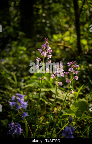 A fioritura primaverile rosa bluebells spagnolo ( Hyacinthoides hispanica) un inglese boschiva. Foto Stock