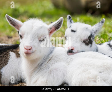 Una settimana di età capre pigmee a Acton Scott storica fattoria vicino a Church Stretton, Shropshire, Regno Unito. Foto Stock