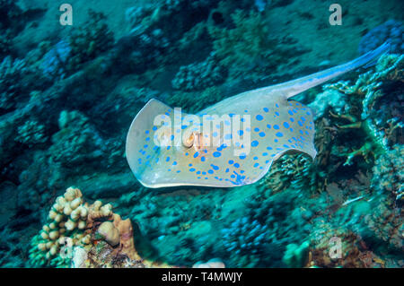 Blue Spotted ribbontail ray (Taeniura lymna). Egitto, Mar Rosso. Foto Stock