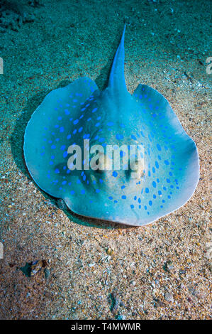 Blue Spotted ribbontail ray (Taeniura lymna). Egitto, Mar Rosso. Foto Stock