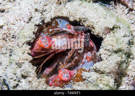 Indonesian canocchia - Lysiosquillina lisa. Parco Nazionale di Komodo, Indonesia. Foto Stock