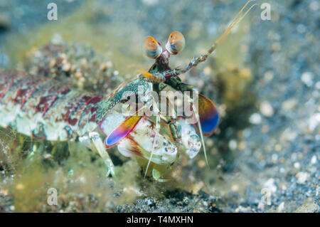 Rosa-eared Canocchia [Odontodactylus latirostris]. Norht Sulawesi, Indonesia. Foto Stock