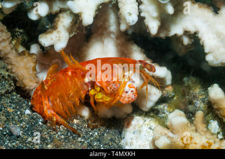 Infilzare canocchia [Ditosquilla miglia]. Lembeh strait, Nord Sulawesi, Indonesia. Foto Stock