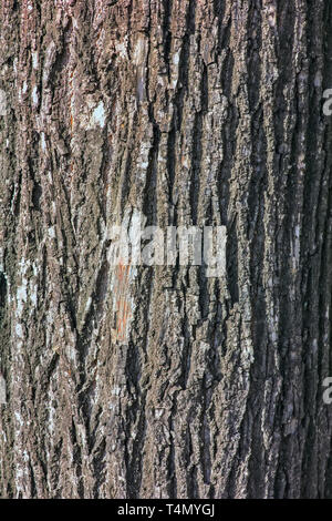 Sfondo naturale - la trama verticale di una vera e propria corteccia close-up in primavera. Foto Stock