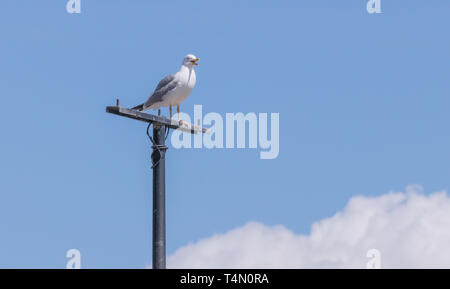 Bird seagull squawking in una giornata di sole Foto Stock