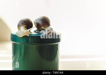 Due Achatina lumache e cosmetici su sfondo chiaro. Extreme close-up la fotografia macro. Molluschi sui vasi. Anti-invecchiamento slime. Fokus selettiva Foto Stock