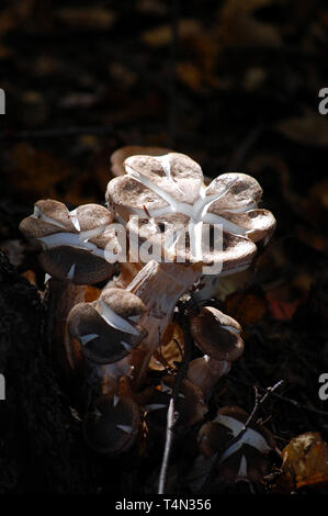 Famiglia di funghi in autunno a piedi in Muskoka Ontario Canada Foto Stock