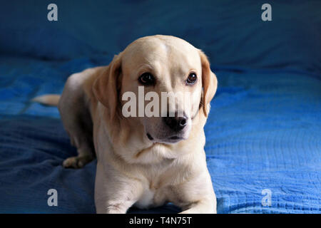 Il cane è in appoggio a casa. Foto di giallo labrador retriever cane in posa ed in appoggio sul letto per foto riprese. Ritratto del simpatico Labrador, godendo. Foto Stock