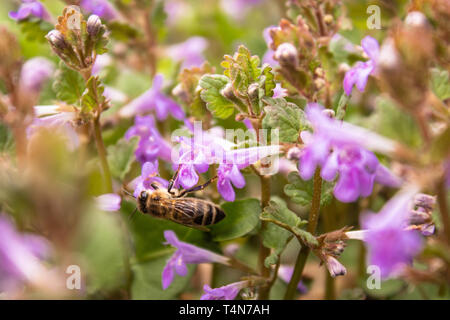 Un'ape vola tra piante mentre si raccoglie il polline dei fiori. Un piccolo fiore e un ape su di esso. Bee. Foto Stock