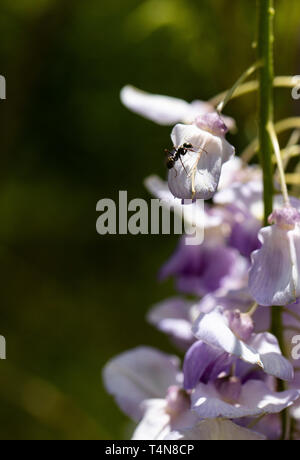 Il glicine viola racemi appendere in aprile sunshine. Foto Stock