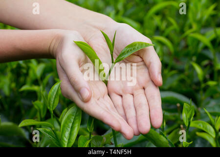 Fresche foglie di tè in mani su di tè bush su plantation Foto Stock