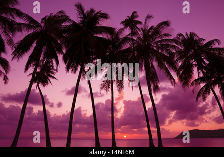 Tramonto tropicale con palme silhouette, Thailandia Foto Stock