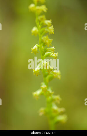 La flora di Gran Canaria - Gennaria diphylla, fioritura delle piante di orchidee, famiglia Orchidaceae Foto Stock