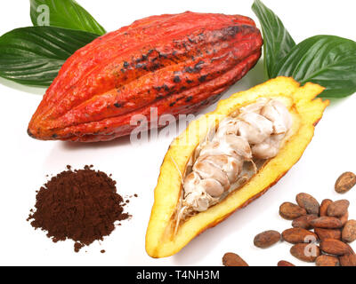 Fresca Frutta di cacao su sfondo bianco Foto Stock