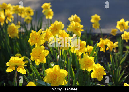 Letto di un bel colore giallo narcisi Foto Stock