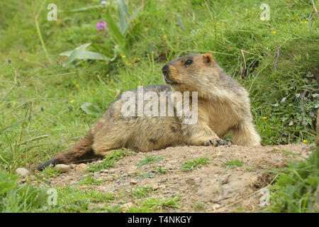 L'Himalayan marmotta (Marmota himalayana) all'ingresso per la sua tana in Tibet Foto Stock