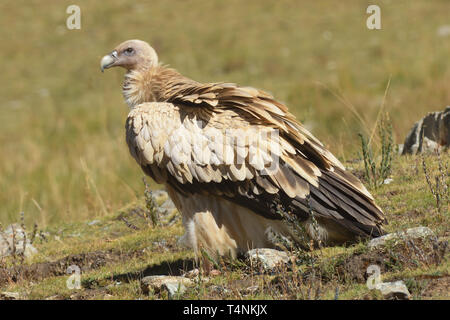 L'Himalayan grifone (Gyps himalayensis) sull'altopiano tibetano Foto Stock