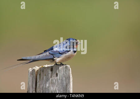Barn Swallow, Hirundo rustica, singolo adulto appollaiato sul palo da recinzione. Minsmere, Suffolk, Regno Unito. Foto Stock