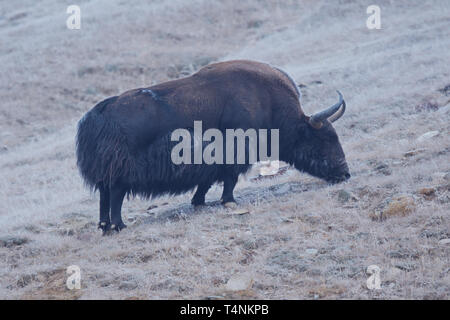 Wild Yak (Bos mutus) sull'altopiano tibetano Foto Stock