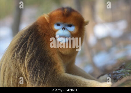 Golden maschio rampognare-annusò scimmia (Rhinopithecus roxellana) nelle montagne cinesi. Foto Stock