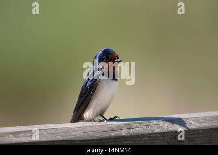 Barn Swallow, Hirundo rustica, singolo adulto in appoggio sul palo da recinzione. Minsmere, Suffolk, Regno Unito. Foto Stock