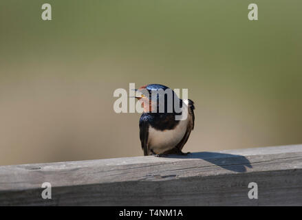 Barn Swallow, Hirundo rustica, singolo adulto chiamando sul palo da recinzione. Minsmere, Suffolk, Regno Unito. Foto Stock