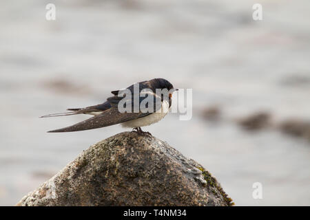 Barn Swallow, Hirundo rustica, profilo del singolo adulto poggiante sulla roccia sotto la pioggia accanto a Loch. Le HIghlands, Scotland, Regno Unito. Foto Stock