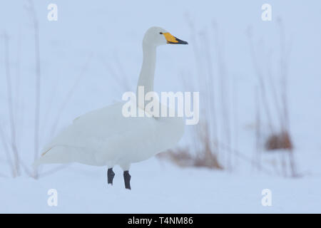 Whooper Swan (Cygnus Cygnus) nella neve Foto Stock