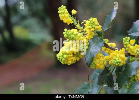 Fiori gialli di Oregon uva o di Mahonia aquifolium cresce in un parco Foto Stock