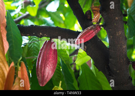 Albero di cacao. Organico frutto di cacao Cialde in natura Foto Stock