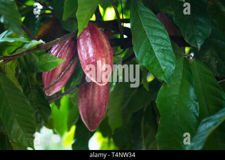 Albero di cacao. Organico frutto di cacao Cialde in natura Foto Stock