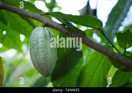 Albero di cacao. Organico frutto di cacao Cialde in natura Foto Stock