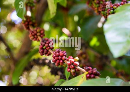 Excelsa i chicchi di caffè sulla struttura ad albero. Mature chicco di caffè Foto Stock