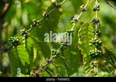 Excelsa i chicchi di caffè sulla struttura ad albero. Mature chicco di caffè Foto Stock