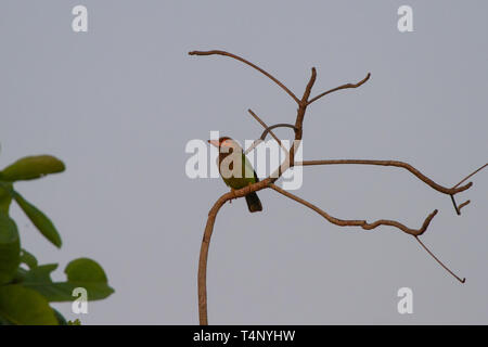 Marrone-guidato Barbet, Psilopogon zeylanicus. Singolo adulto nella struttura ad albero. Sri Lanka Foto Stock