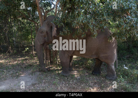 Il governo dello Sri Lanka Elelphant Elephas maximus maximus. Singolo adulto tra alberi nel Parco Nazionale. Sri Lanka Foto Stock