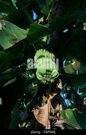 Le banane crescono sugli alberi. Lo Sri Lanka. Foto Stock