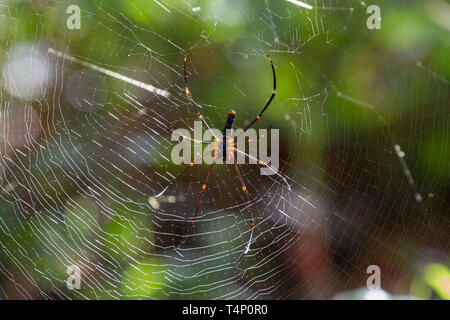 Ragno di grandi dimensioni sul web. Lo Sri Lanka. Foto Stock