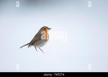 Unione robin (Erithacus rubecula), in piedi nella neve, Suffolk, Inghilterra, Regno Unito Foto Stock