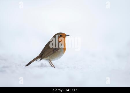 Unione robin (Erithacus rubecula), in piedi nella neve, Suffolk, Inghilterra, Regno Unito Foto Stock