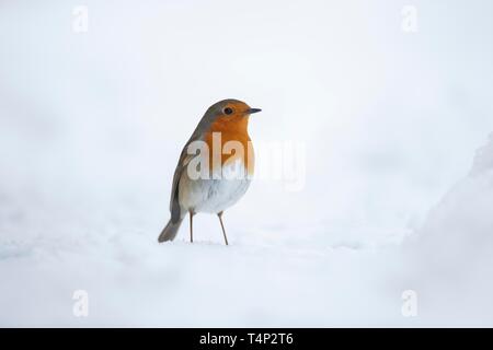 Unione robin (Erithacus rubecula), in piedi nella neve, Suffolk, Inghilterra, Regno Unito Foto Stock