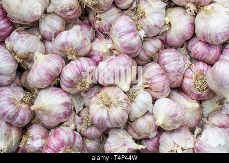 Capi di aglio da vicino come sfondo Foto Stock