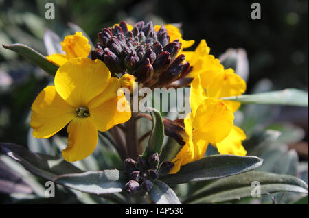 Il colore giallo brillante e fiori scuri contrastanti fogliame di Erysimum linifolium fragrante Sunshine. Conosciuta anche come la violaciocca. Foto Stock